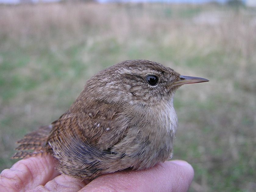 Winter Wren, Sundre 20050512